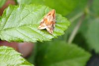 Archips xylosteana