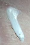 Opostega salaciella