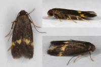 Borkhausenia minutella