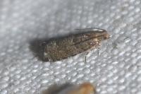 Epinotia nanana