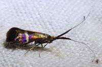 Adela australis