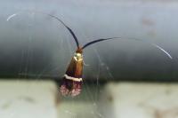 Adela australis