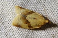 Clepsis consimilana