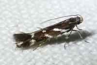 Eteobalea albiapicella