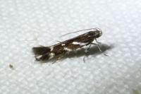 Eteobalea albiapicella