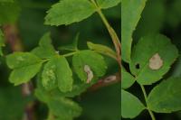 Coleophora gryphipennella