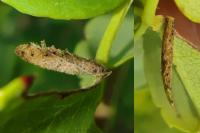 Coleophora gryphipennella