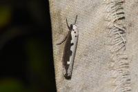 Ethmia bipunctella