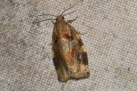 Archips xylosteana
