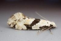 Nemapogon clematellus