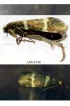 Lampronia flavimitrella
