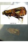 Olethreutes arcuella
