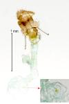 Olethreutes arcuella