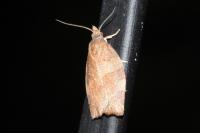 Pandemis heparana