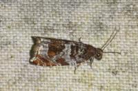 Ancylis achatana