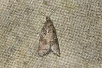 Cnephasia