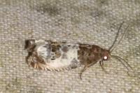 Notocelia rosaecolana