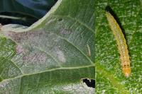 Choreutis nemorana