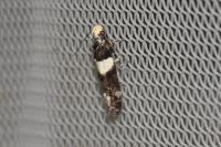 Recurvaria leucatella