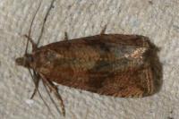 Celypha striana