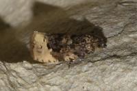 Hedya ochroleucana