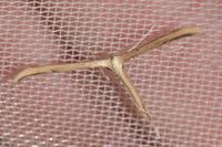 Emmelina monodactyla