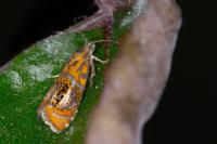 Olethreutes arcuella