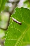 Argyresthia spinosella