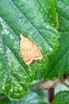 Acleris bergmanniana