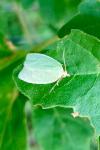 Tortrix viridana