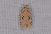 Agonopterix arenella