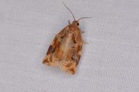 Archips xylosteana