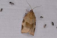 Choristoneura hebenstreitella