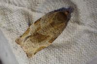 Choristoneura hebenstreitella