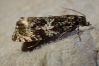 Celypha lacunana
