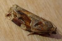 Archips xylosteana