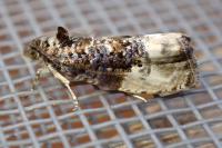 Hedya nubiferana