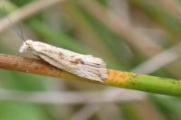 Bactra lancealana