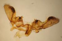 Bactra lancealana