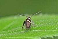 Dasycera oliviella