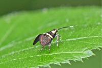 Dasycera oliviella