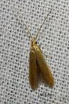 Coleophora flavipennella