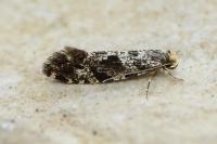 Nemapogon granellus