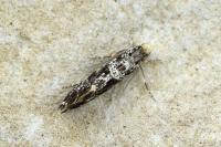 Nemapogon granellus