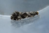 Nemapogon granellus