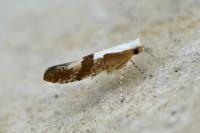 Argyresthia pruniella