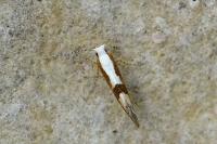 Argyresthia pruniella