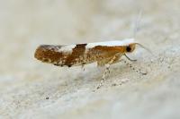Argyresthia pruniella