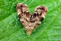 Anthophila fabriciana