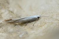 Coleophora ornatipennella